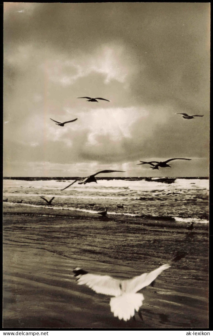 Ansichtskarte  Seestimmung Möwen Nordseeheil- U. Schwefelbad St. Peter-Ording - Andere & Zonder Classificatie