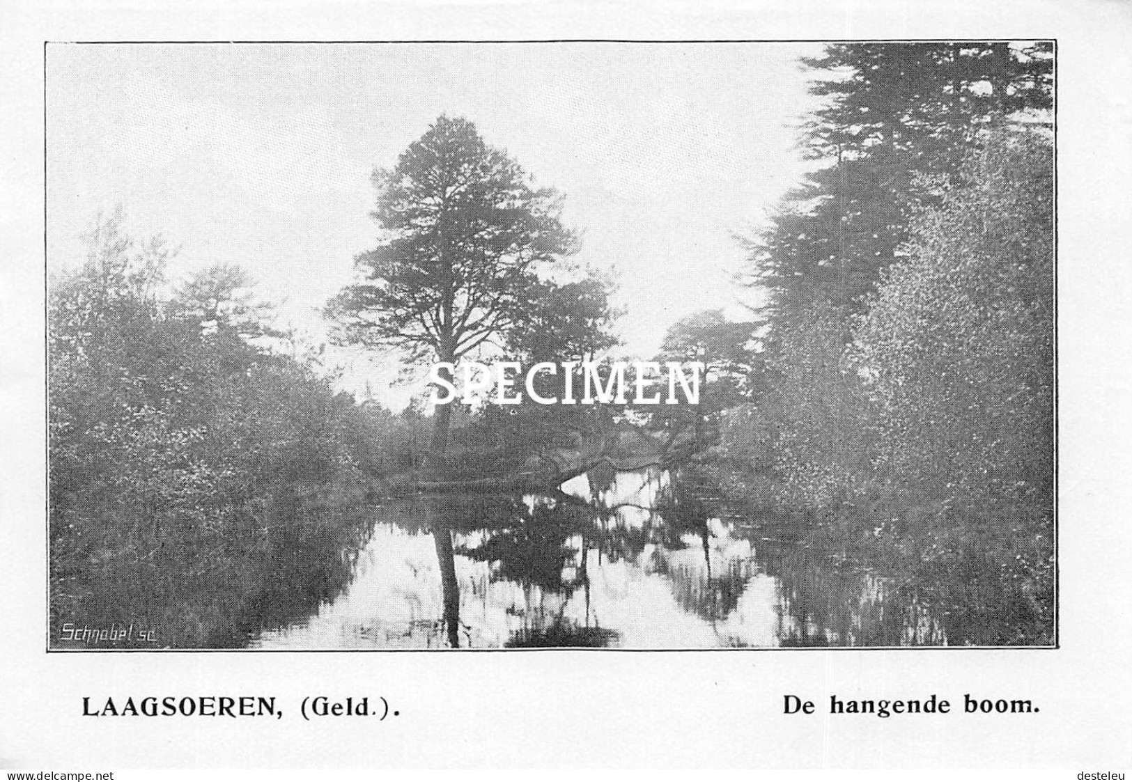 Prent - De Hangende Boom - Laagsoeren  - 8.5x12.5 Cm - Other & Unclassified