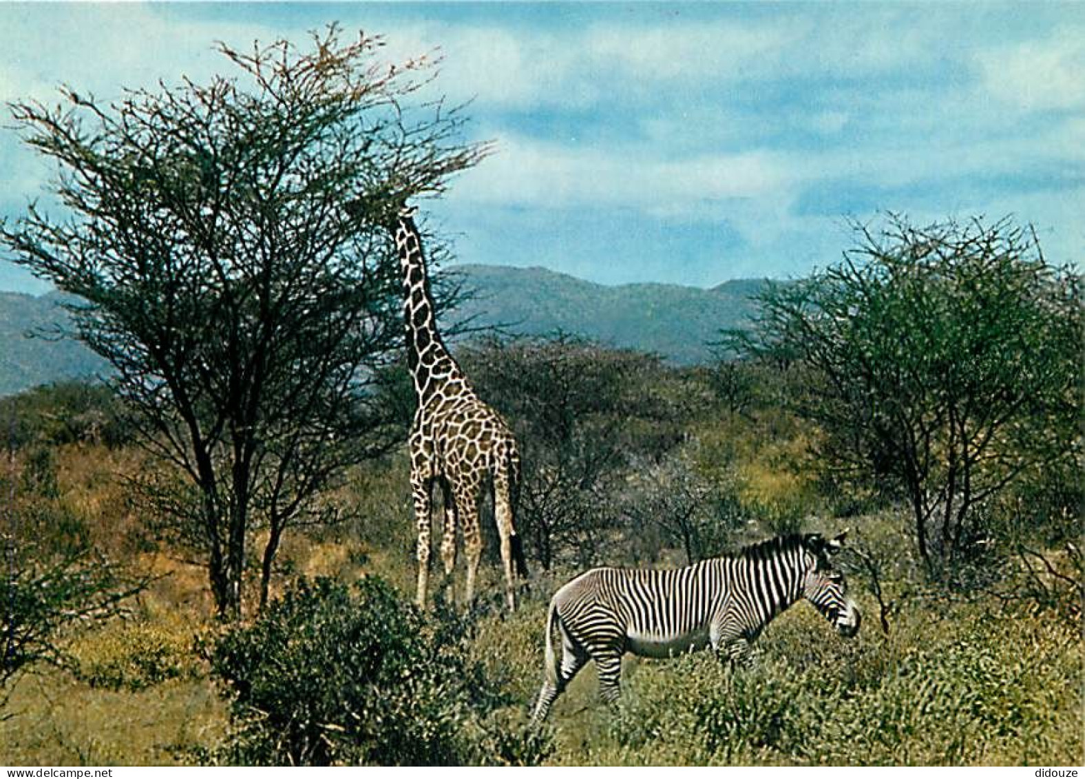 Animaux - Zèbres - Collection Faune Africaine - Girafe - CPM - Carte Neuve - Voir Scans Recto-Verso - Zèbres