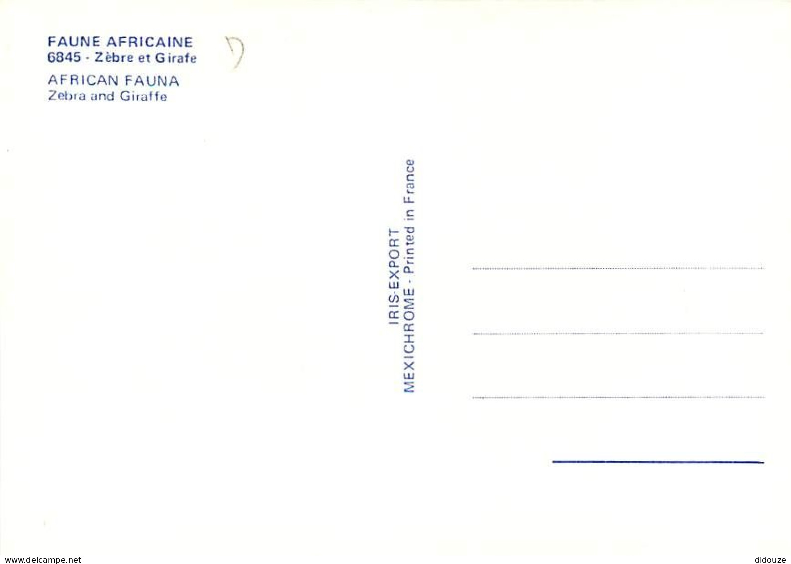 Animaux - Zèbres - Collection Faune Africaine - Girafe - CPM - Carte Neuve - Voir Scans Recto-Verso - Zèbres
