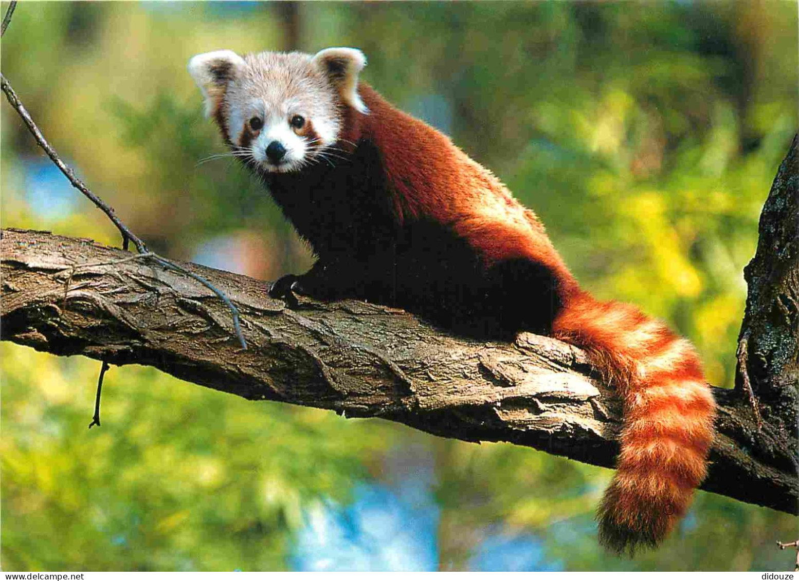 Animaux - Panda Roux - Zoo De La Flèche - CPM - Carte Neuve - Voir Scans Recto-Verso - Other & Unclassified