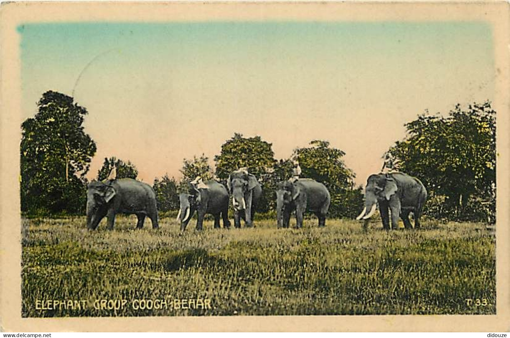Animaux - Eléphants - Inde - Elephant Group Cooge Behar - Animée - Colorisée - CPA - Voir Scans Recto-Verso - Elephants