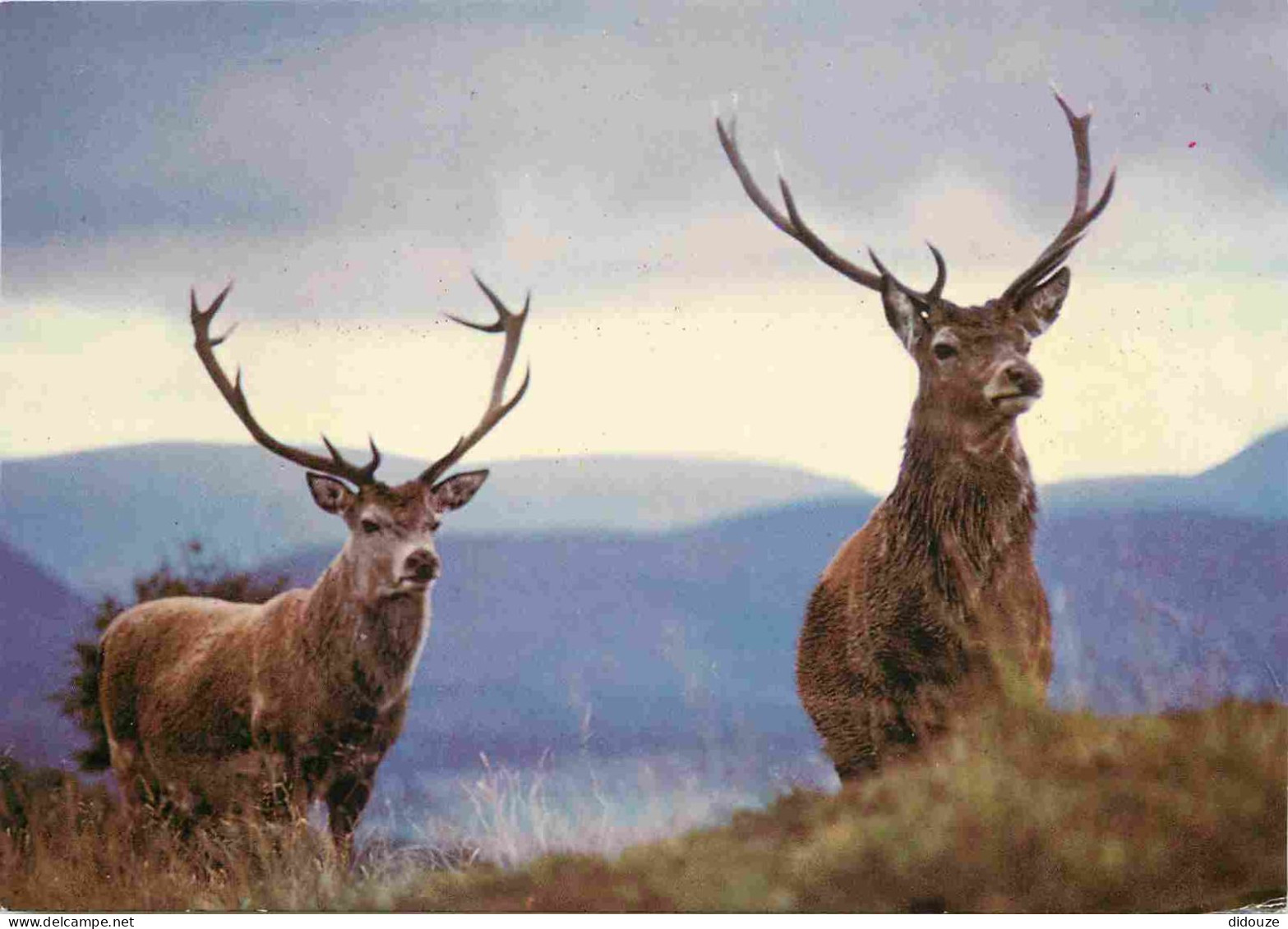 Animaux - Cervidés - Royaume Uni -Ecosse - Scotland - UK - United Kingdom - The Scottish Highlands - Monarchs Of The Gle - Andere & Zonder Classificatie