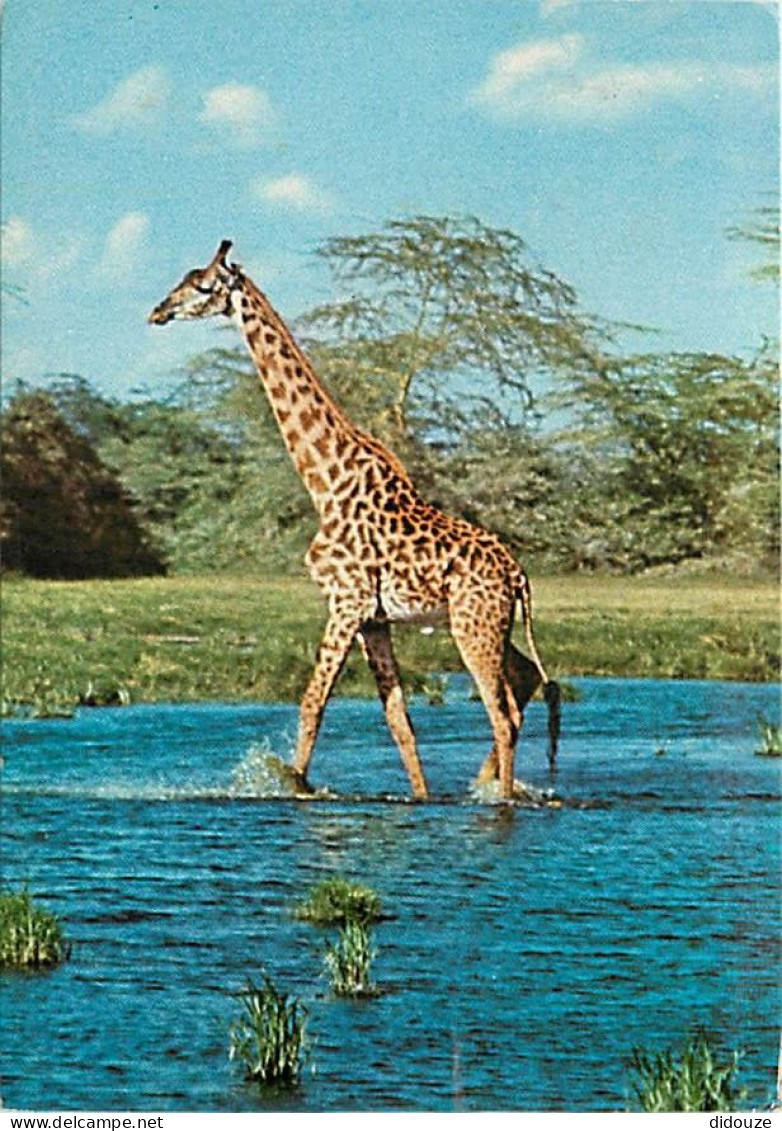 Animaux - Girafes - Giraffe Crossing River - Voir Timbre Du Kenya - CPM - Voir Scans Recto-Verso - Giraffes