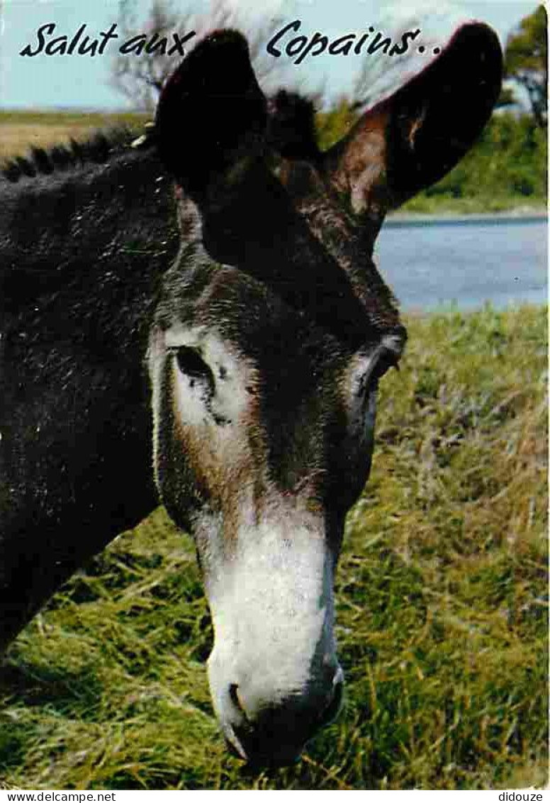 Animaux - Anes - Carte Humoristique - CPM - Voir Scans Recto-Verso - Anes