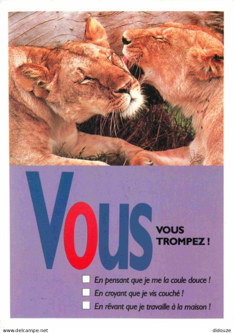 Animaux - Fauves - Lion - CPM - Voir Scans Recto-Verso - Lions