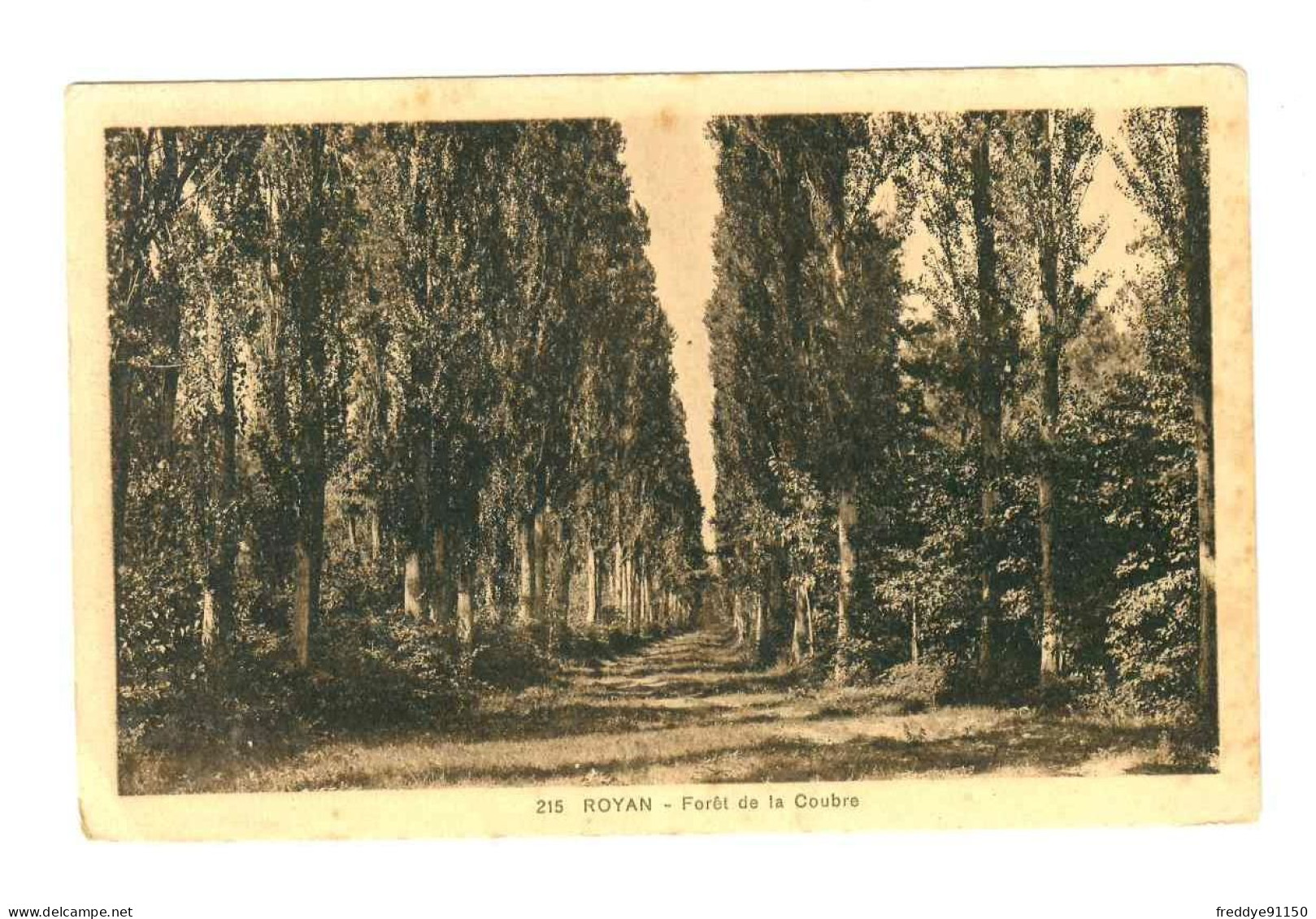 17 . Royan . Forêt De La Coubre - Royan