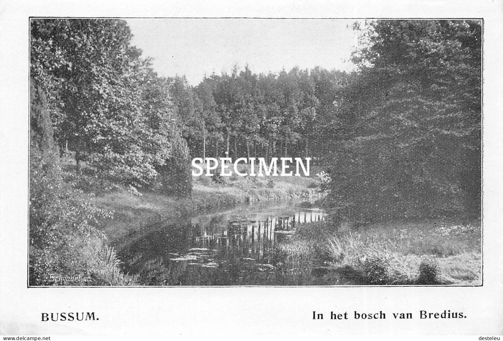 Prent - In Het Bosch Van Bredius - Bussum   - 8.5x12.5 Cm - Bussum
