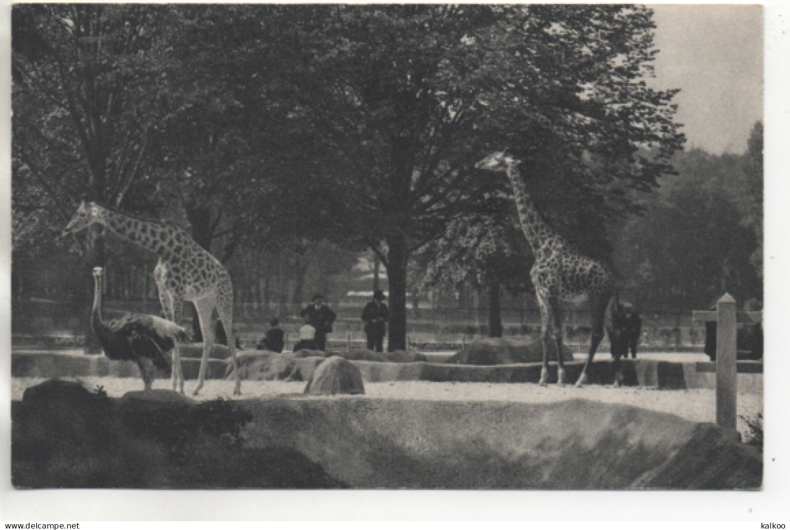 CPA ( Zoo Du Bois De Vincennes - Les Girafes ) - Autres & Non Classés