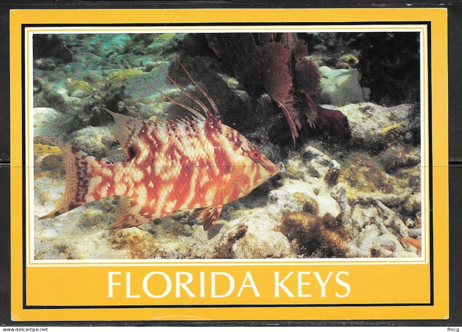Florida Keys, Hog Snapper Fish, Unused - Key West & The Keys