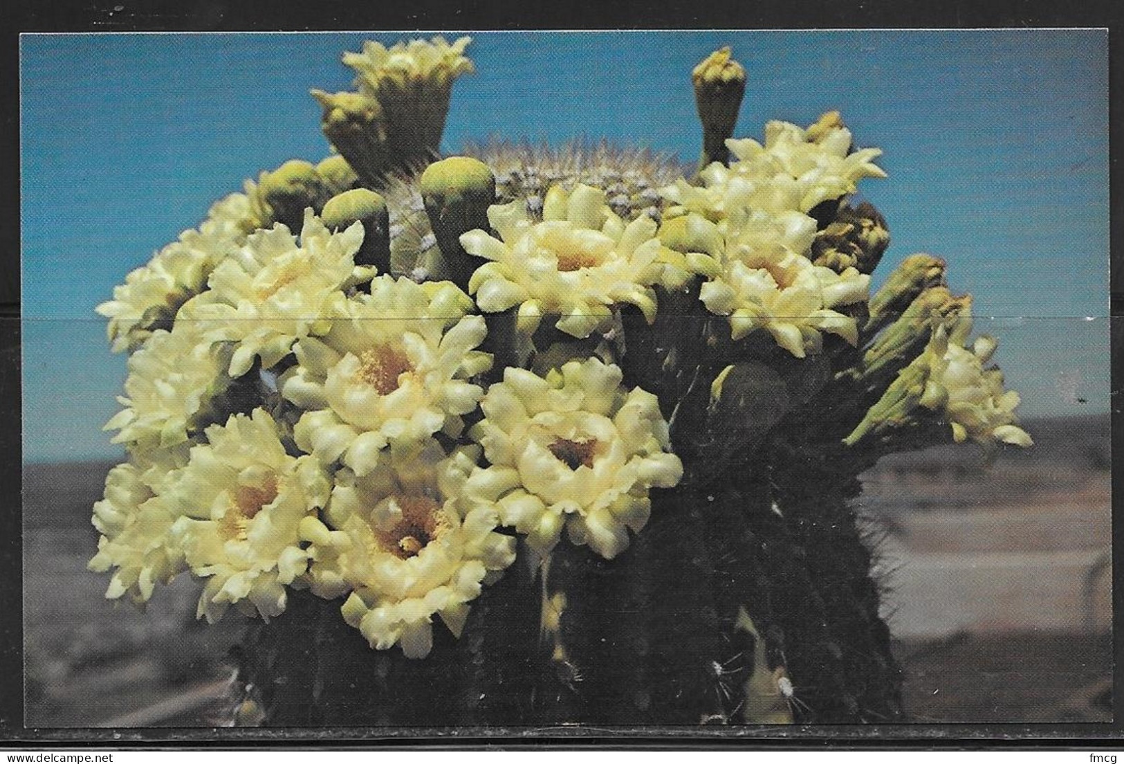 New Mexico, Carlsbad Botanical Park, Saguaro Bloom, Unused - Altri & Non Classificati