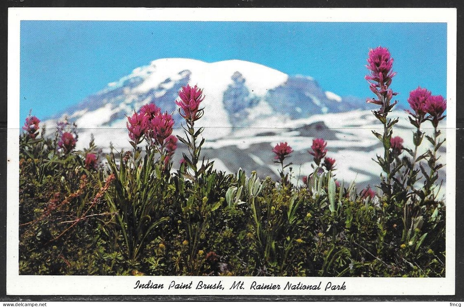 Washington, Mount Rainier NP, Indian Paint Brush, Unused - Other & Unclassified