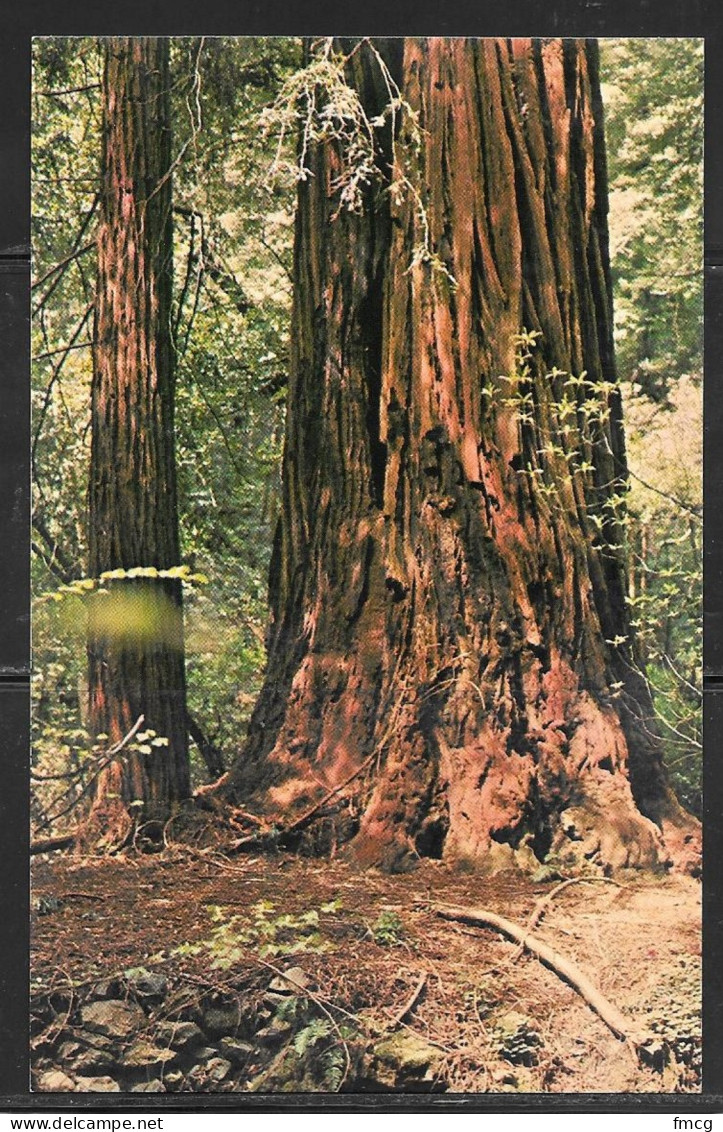 California, Muir Woods National Monument, Unused - Altri & Non Classificati