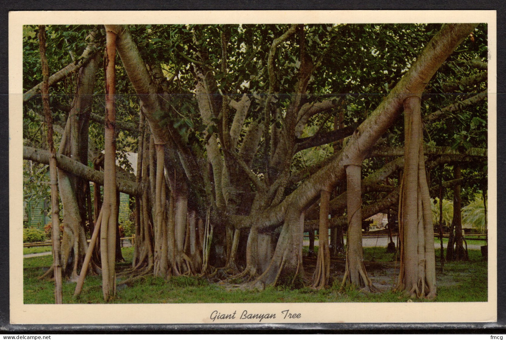 Giant Banyan Tree, Florida, Mailed In 1964 - Arbres