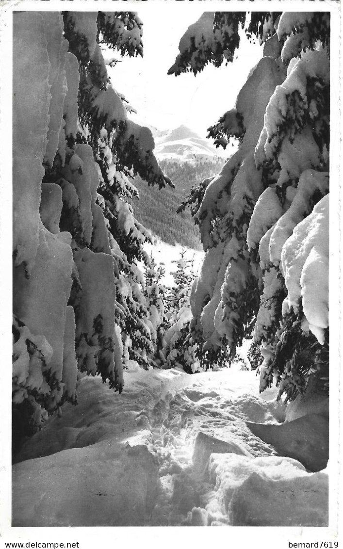 Suisse -  Davoser Winter Schatzalpwald Mit Rhinerhorn - Davos
