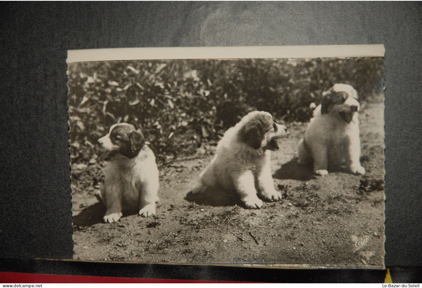 CP,  Animaux, Jeunes Chiens Des Pyrénées - Dogs