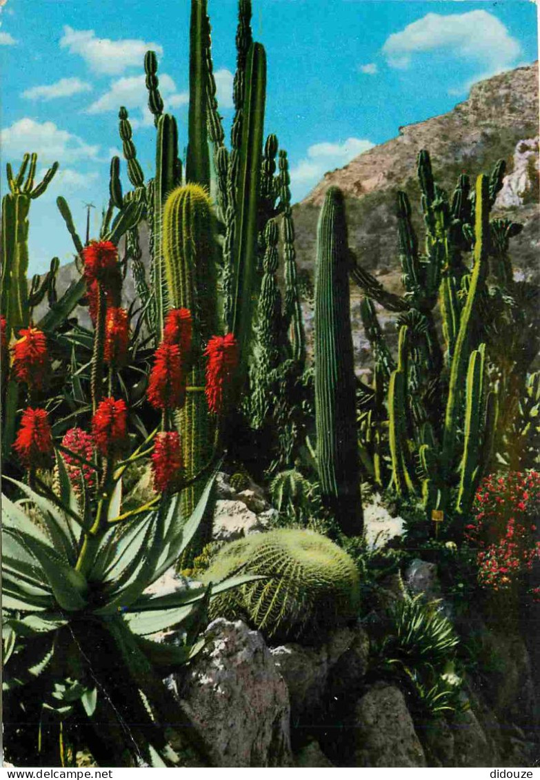 Fleurs - Plantes - Cactus - Principauté De Monaco - Le Jardin Exotique - Candélabre Agave Et Coussin De Belle-mère - CPM - Cactusses