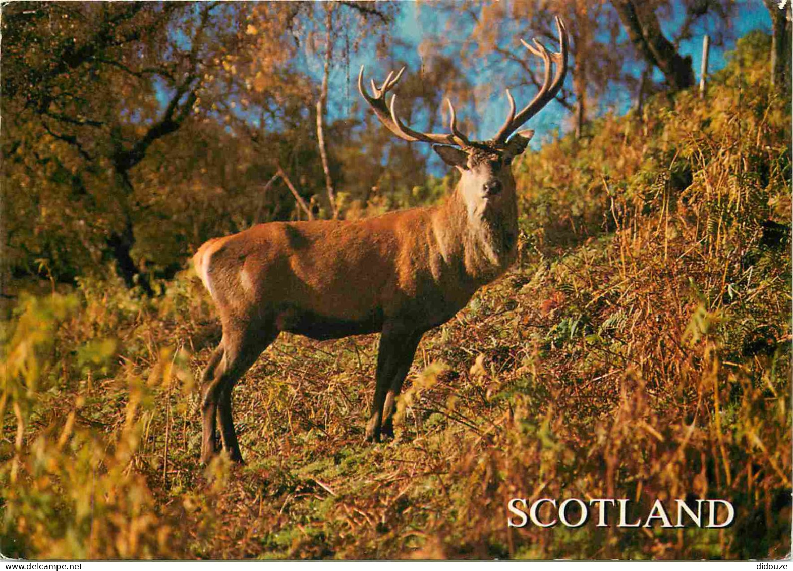 Animaux - Cervidés - Royaume Uni -Ecosse - Scotland - UK - United Kingdom - Invernessshire - Red Deer - CPM - Voir Scans - Autres & Non Classés