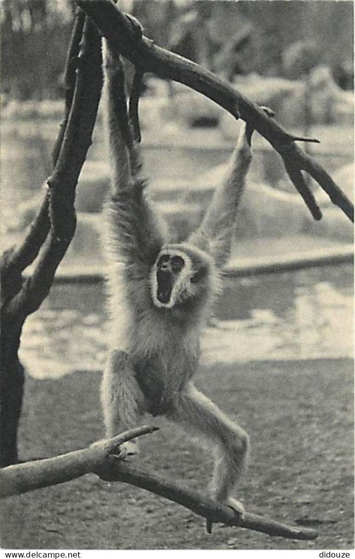 Animaux - Singes - Muséum National D'Histoire Naturelle - Parc Zoologique De Paris - Gibbon à Mains Blanches - CPSM Form - Singes
