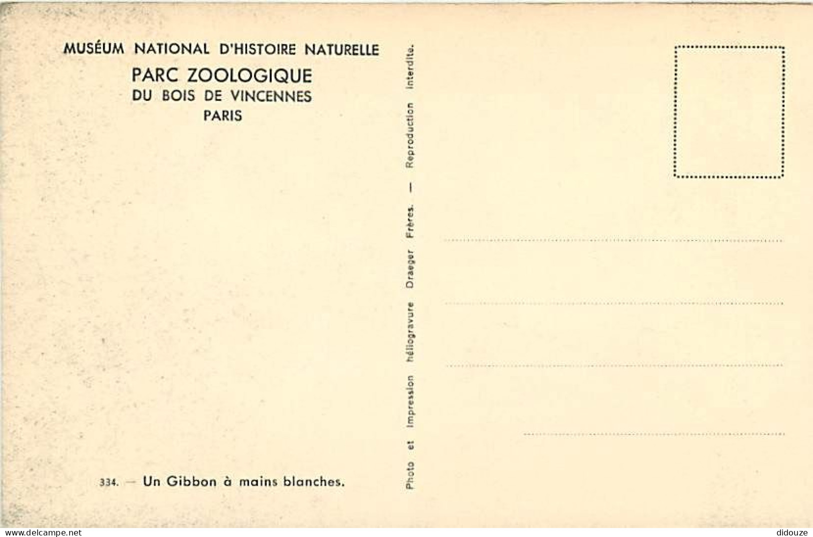 Animaux - Singes - Muséum National D'Histoire Naturelle - Parc Zoologique De Paris - Gibbon à Mains Blanches - CPSM Form - Monkeys