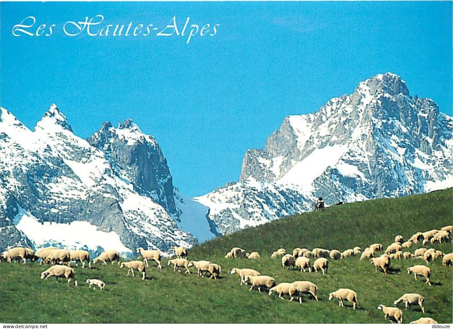 Animaux - Moutons - Hautes Alpes - Vers Le Col Du Lautaret, Transhumance D'été à Proximité Des Glaciers Des Ecrins - CPM - Sonstige & Ohne Zuordnung