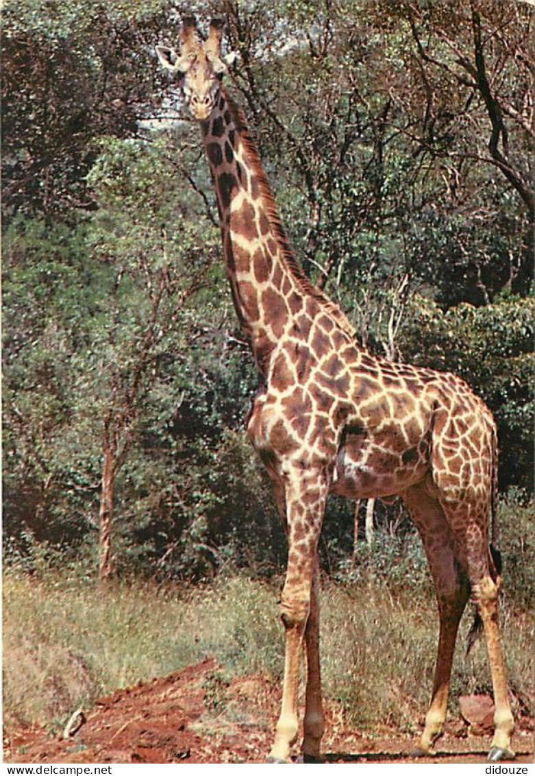 Animaux - Girafes - Images D'Afrique - Girafe Masaï - Carte Neuve - CPM - Voir Scans Recto-Verso - Girafes