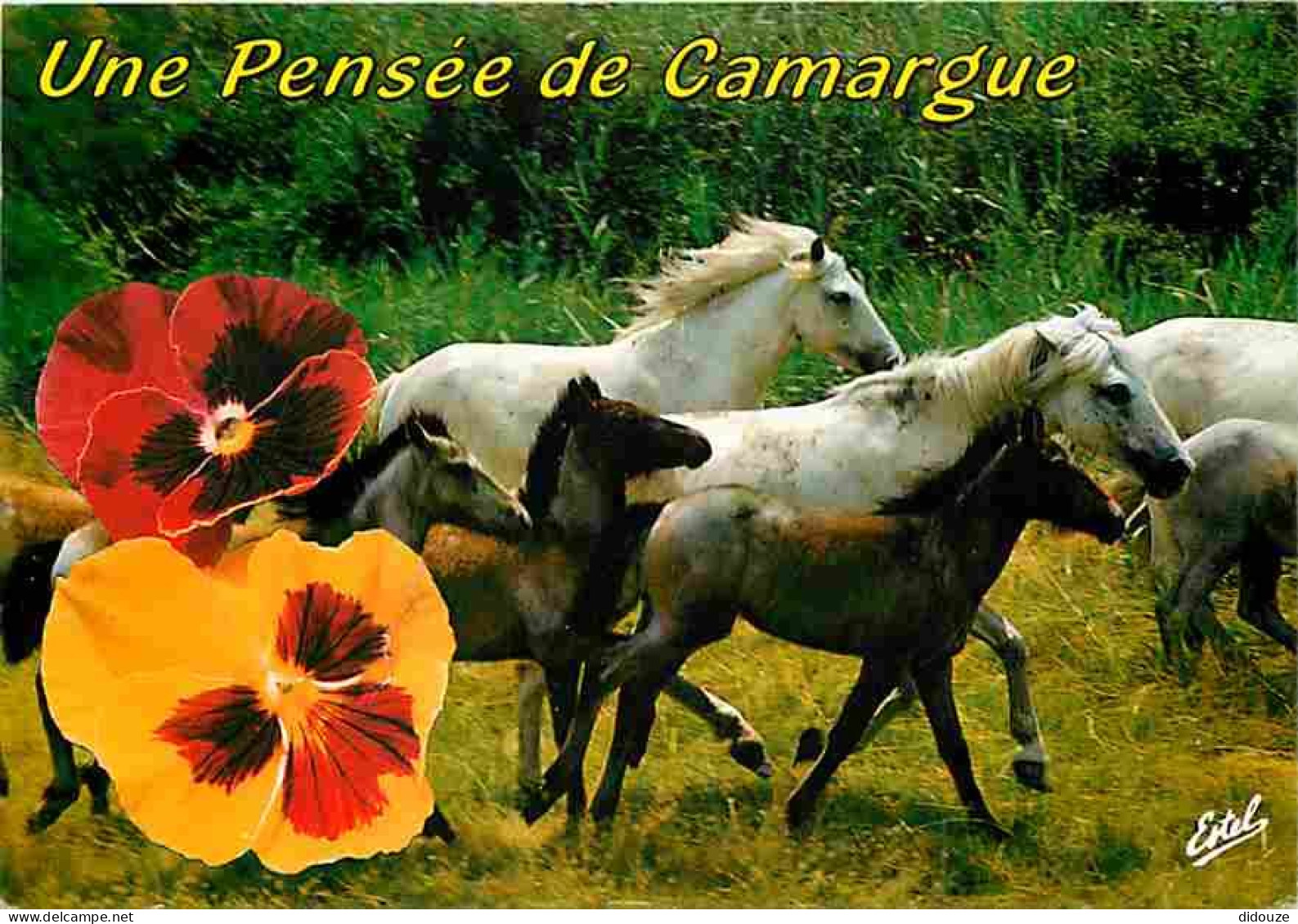Animaux - Chevaux - Camargue - Juments Et Poulains De Race Camarguaise - Flamme Postale - CPM - Voir Scans Recto-Verso - Chevaux