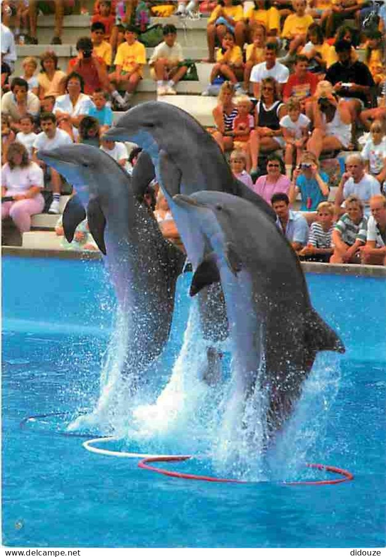 Animaux - Dauphins - CPM - Voir Scans Recto-Verso - Delphine