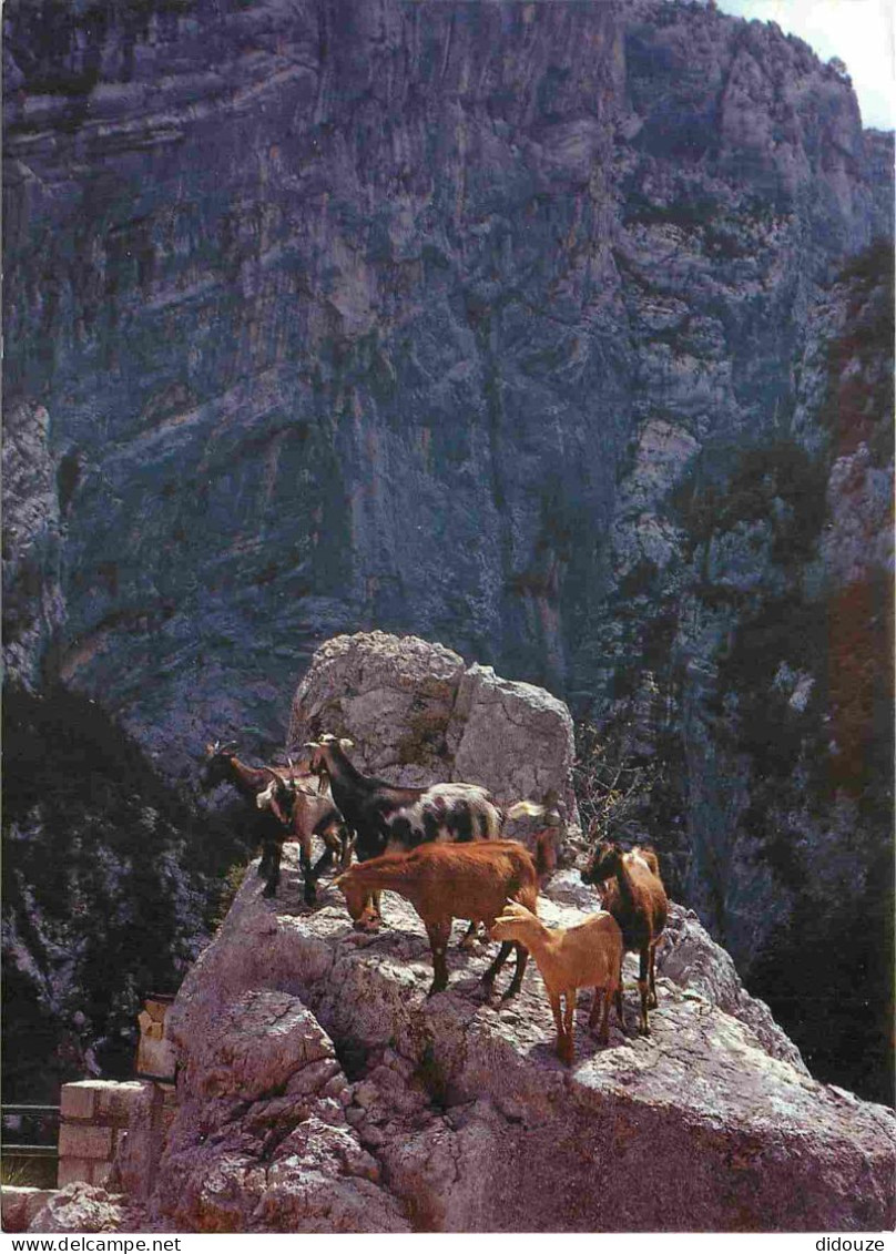 Animaux - Chèvres - Gorges Du Verdon - Chèvres Dans Le Couloir Samson - CPM - Voir Scans Recto-Verso - Andere & Zonder Classificatie