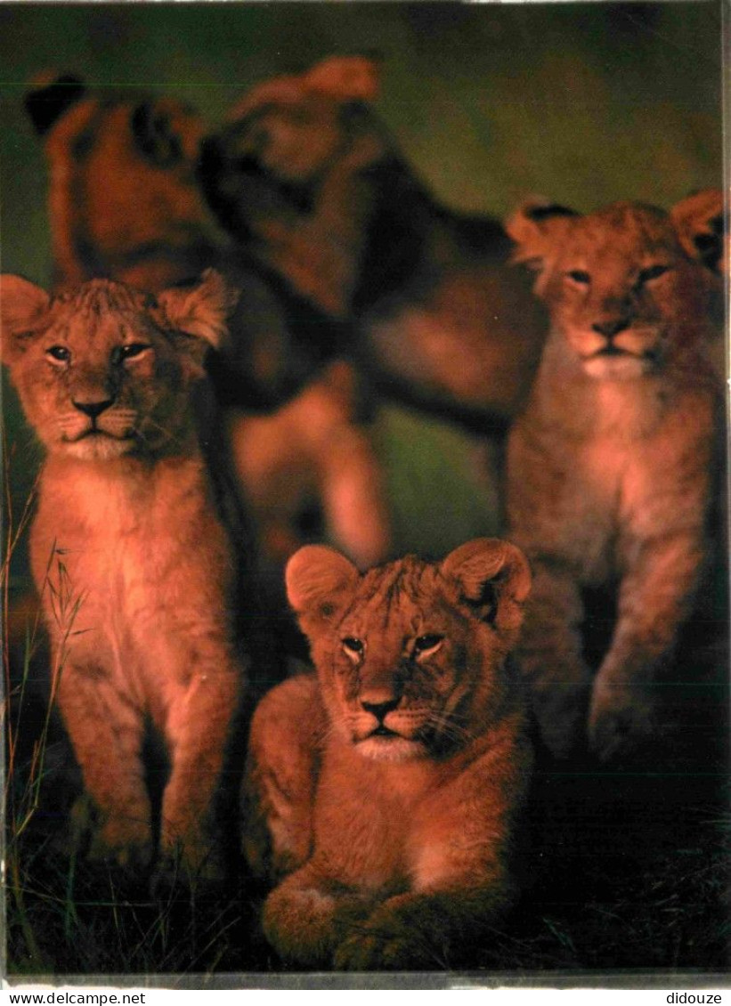 Animaux - Fauves - Lion - CPM - Voir Scans Recto-Verso - Lions