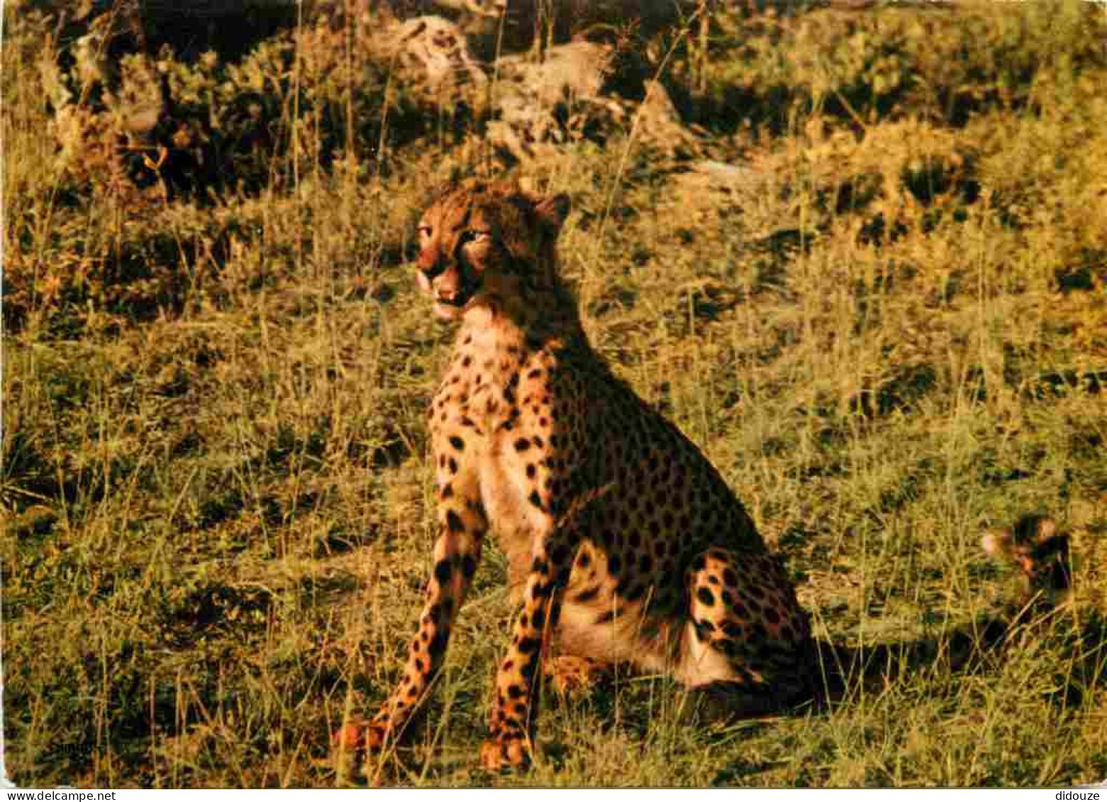 Animaux - Fauves - Guépard - CPM - Voir Scans Recto-Verso - Autres & Non Classés