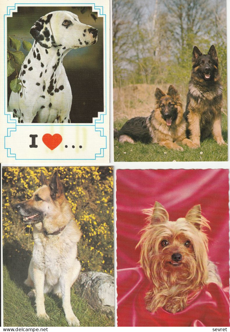 LOT DE 40 CARTES . - Chiens De Toutes Races - Dogs