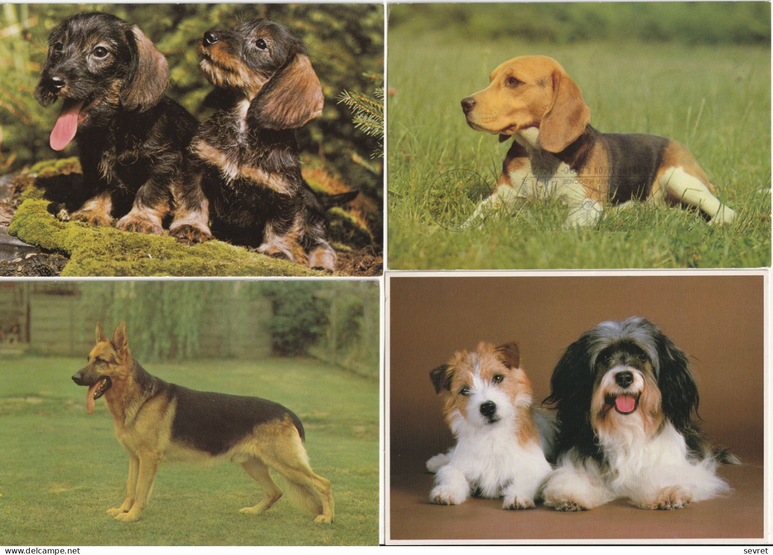 LOT DE 40 CARTES . - Chiens De Toutes Races - Dogs