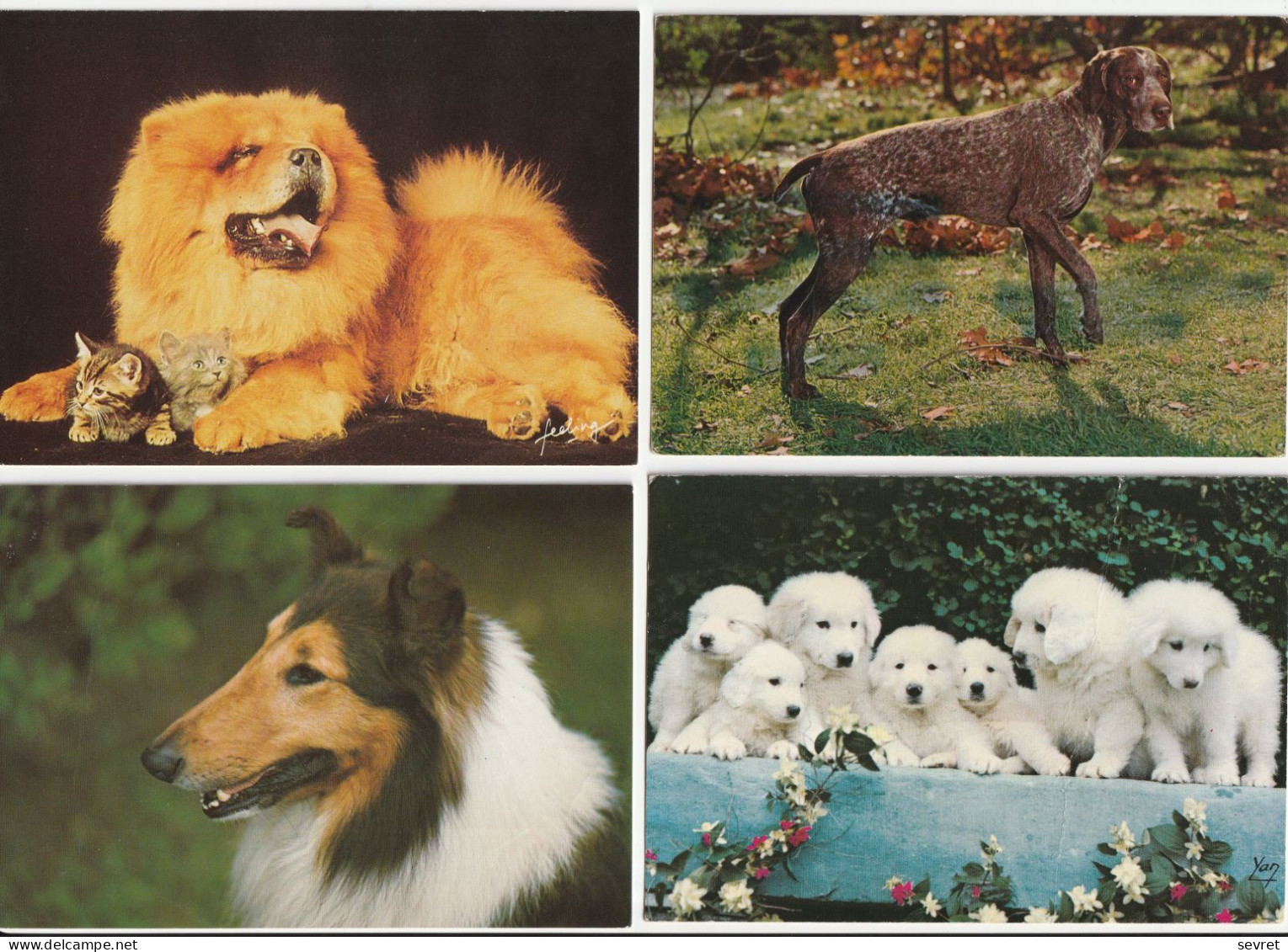 LOT DE 40 CARTES . - Chiens de toutes races