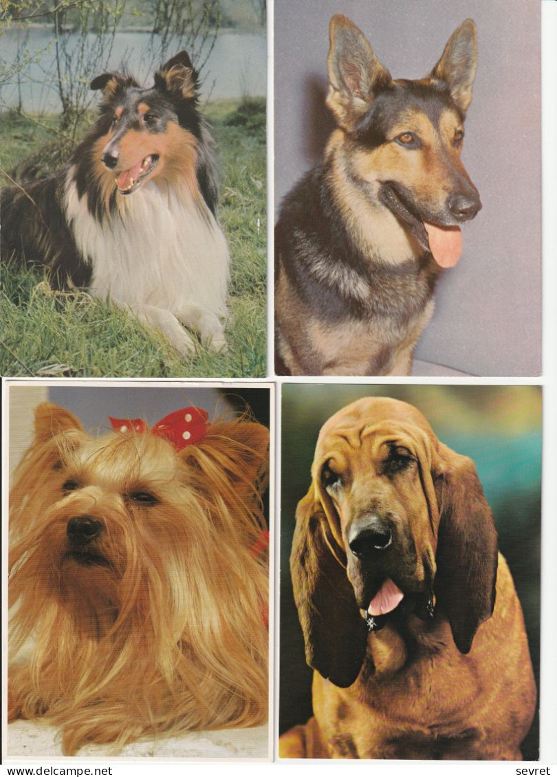 LOT DE 40 CARTES . - Chiens de toutes races