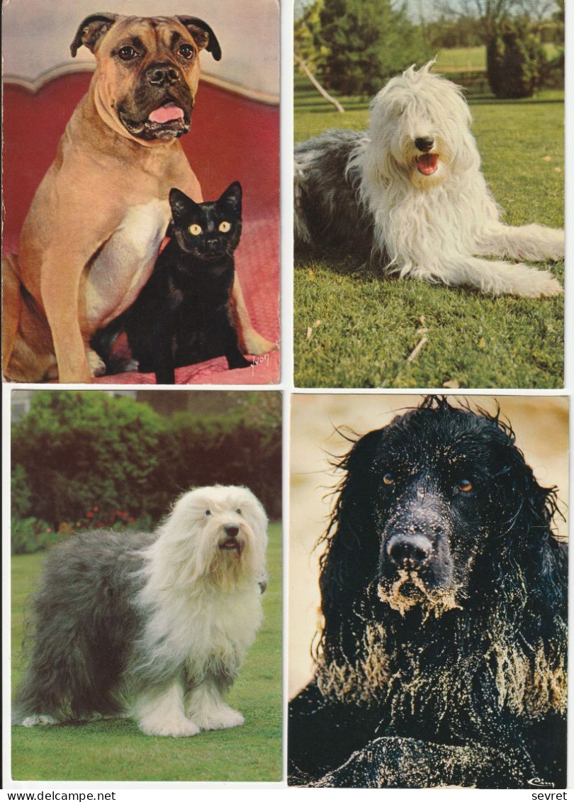 LOT DE 40 CARTES . - Chiens de toutes races