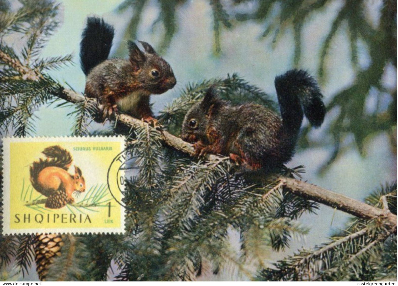X0598 Albania, Maximum 1964, Showing  A Ecureuils, Squirrels  Eichhornchen - Albania