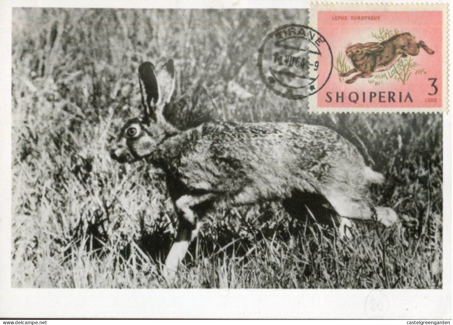 X0599 Albania, Maximum 1964, Showing A Hare, Lievre, Hase - Albanië