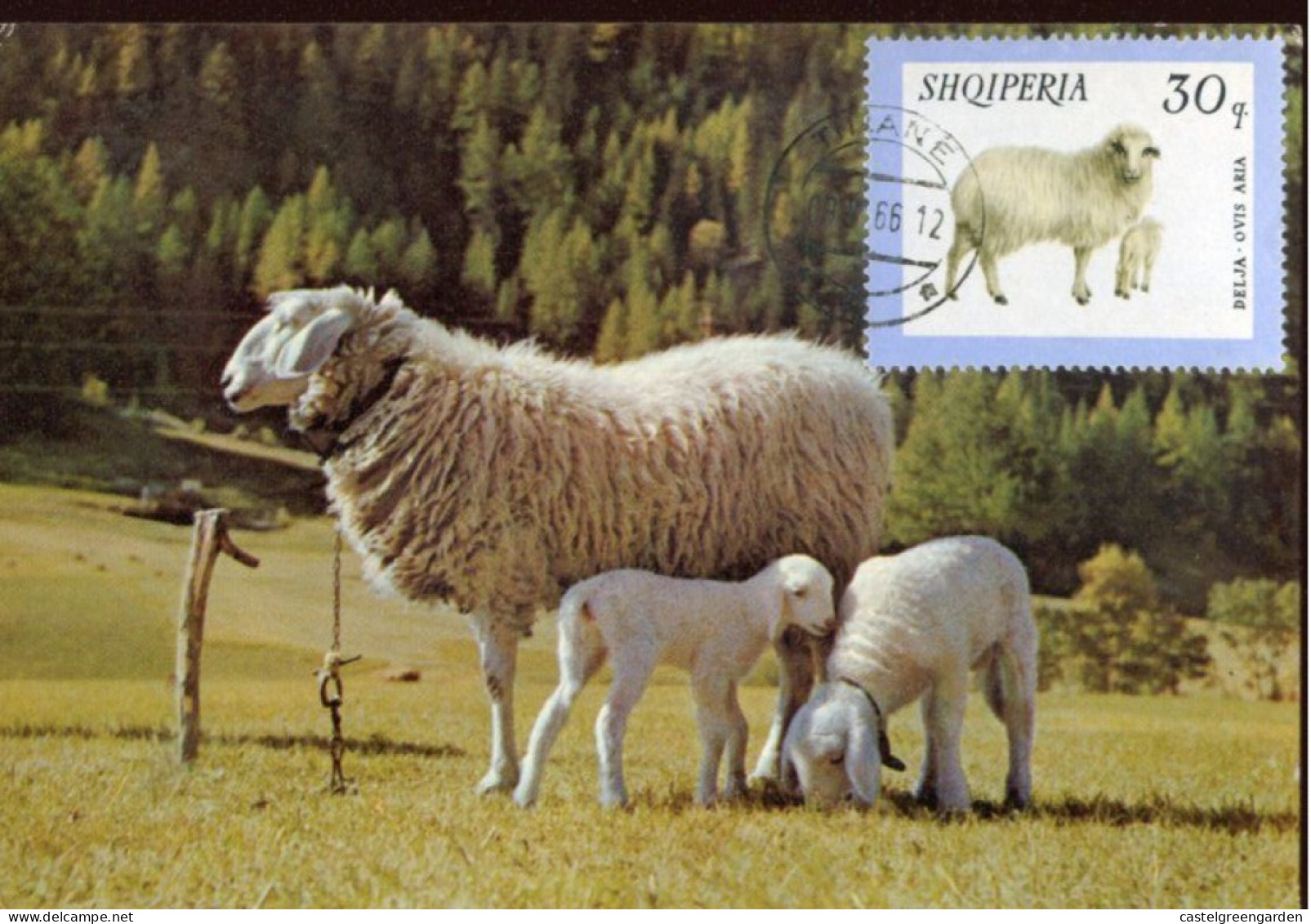 X0600 Albania, Maximum 1966, Showing A Domestic Sheep (Ovis Ammonavies) - Albania
