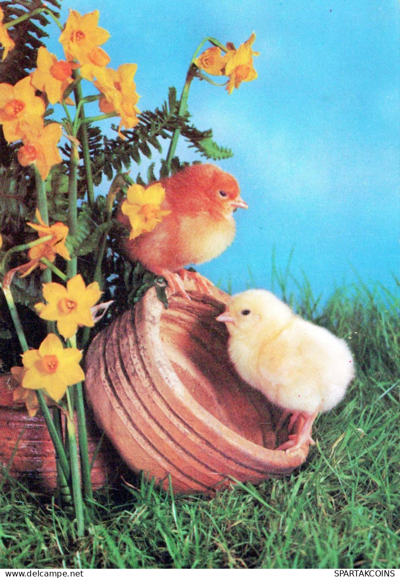 PASCUA POLLO HUEVO Vintage Tarjeta Postal CPSM #PBP243.A - Easter