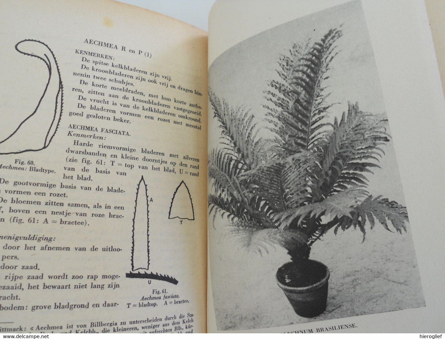 DE CULTUUR VAN KASPLANTEN door Jan Van Holder tuinbouw serre bloementeelt flora bloemen planten families telen verzorgen