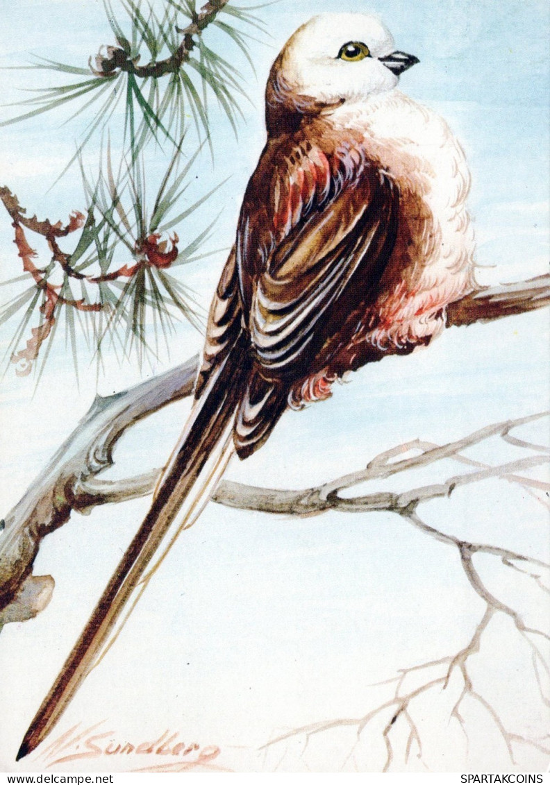 VOGEL Tier Vintage Ansichtskarte Postkarte CPSM #PAN171.A - Birds