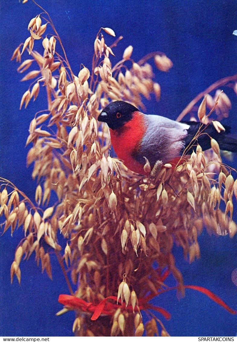 OISEAU Animaux Vintage Carte Postale CPSM #PAN095.A - Birds