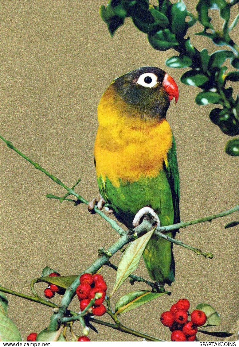 BIRD Animals Vintage Postcard CPSM #PAM706.A - Pájaros