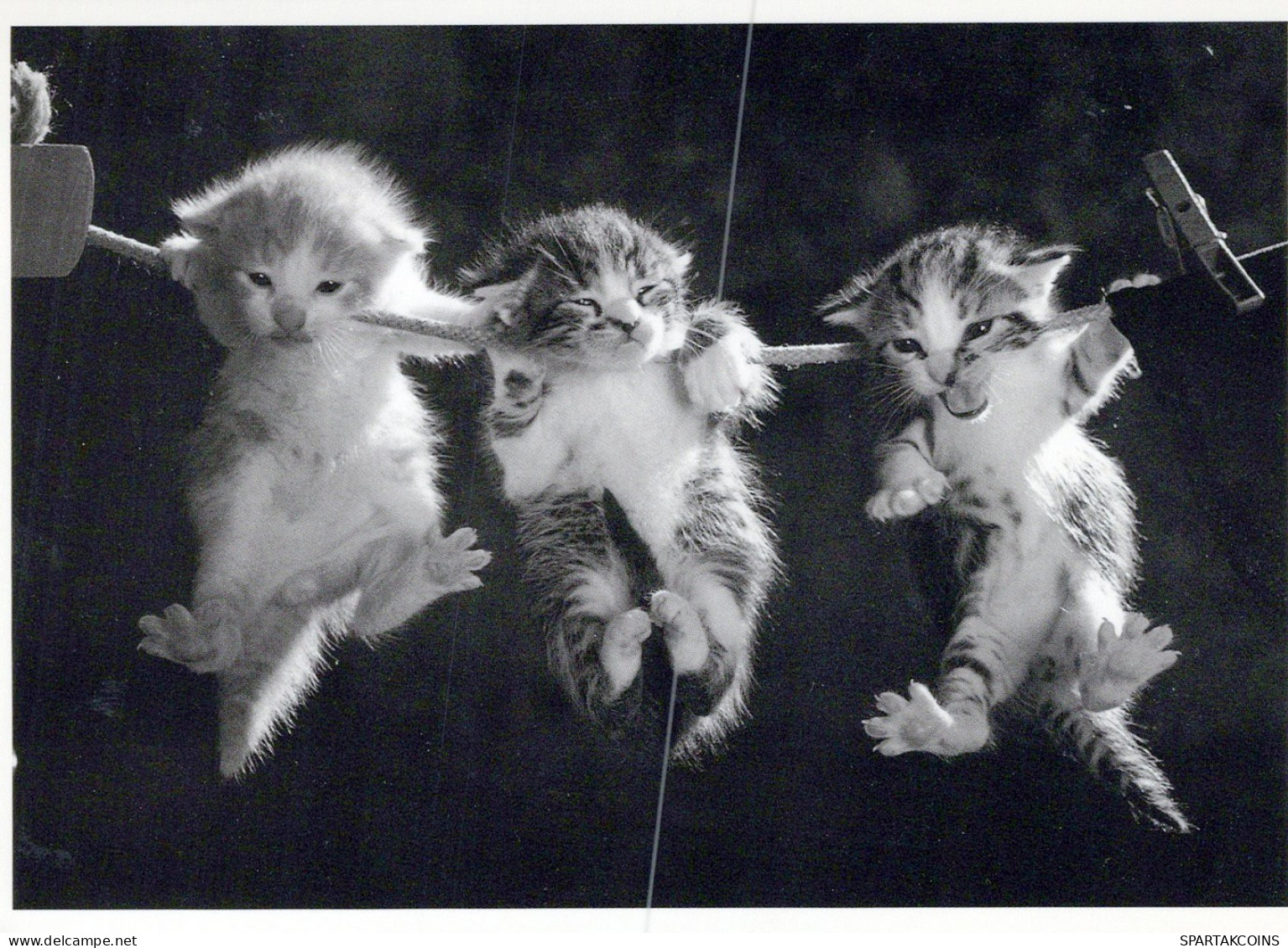 CHAT CHAT Animaux Vintage Carte Postale CPSM #PAM439.A - Cats