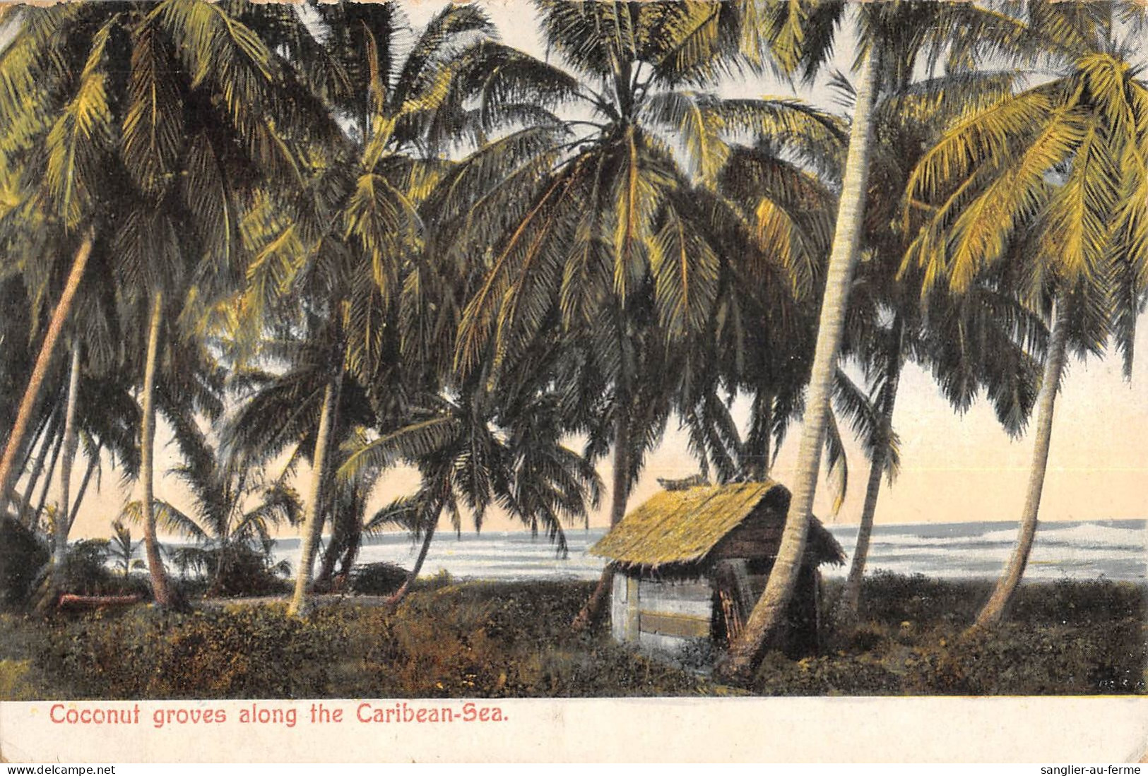 CPA COSTA RICA / COCONUT GROVES ALONG THE CARIBEAN SEA - Costa Rica