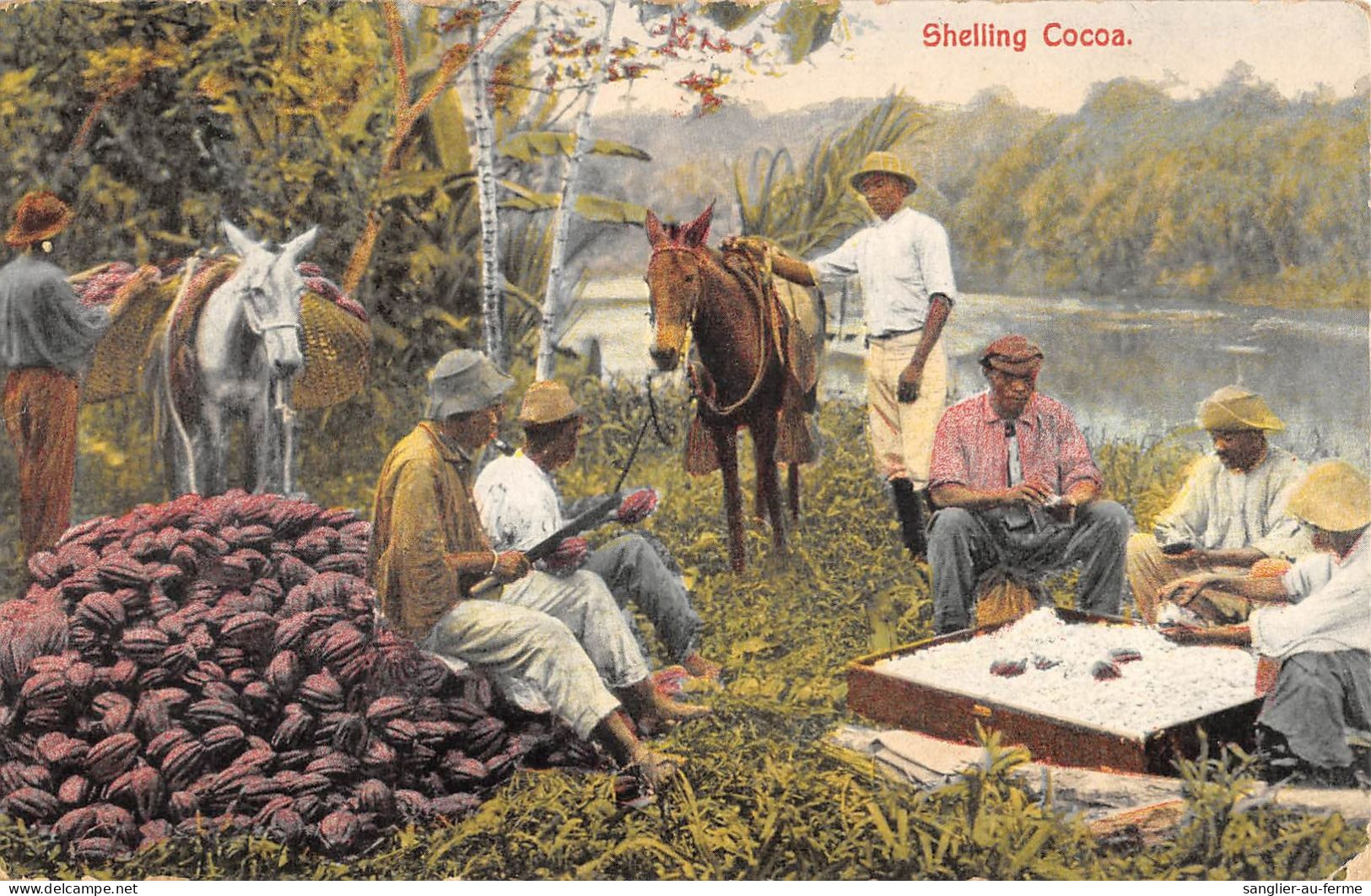 CPA COSTA RICA / SHELLING COCOA - Costa Rica