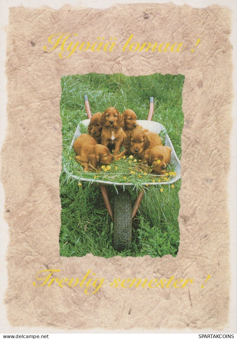 HUND Tier Vintage Ansichtskarte Postkarte CPSM #PAN726.A - Dogs