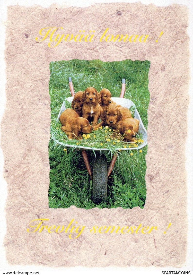 HUND Tier Vintage Ansichtskarte Postkarte CPSM #PAN726.A - Dogs
