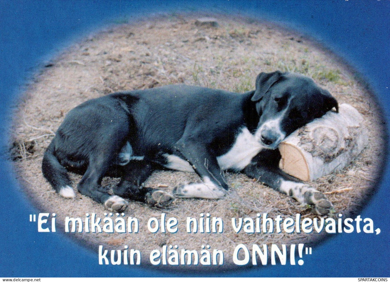 DOG Animals Vintage Postcard CPSM #PAN702.A - Hunde